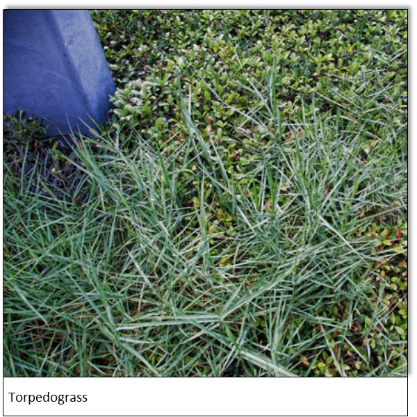 torpedograss